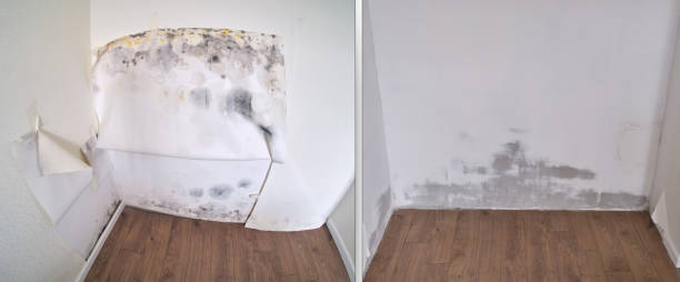 Office Mold Removal Services